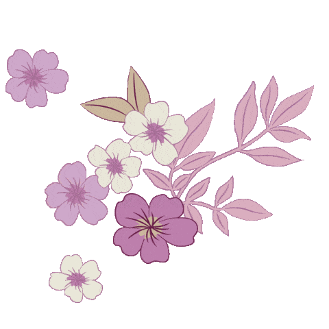 lily family Bangladesh